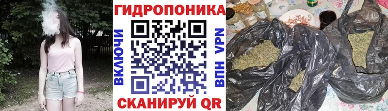 Шишки марихуана OG Kush Кириллов